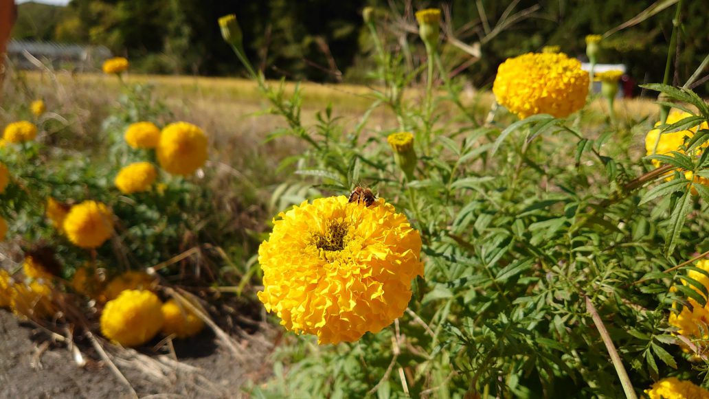 秋の野花とミツバチ