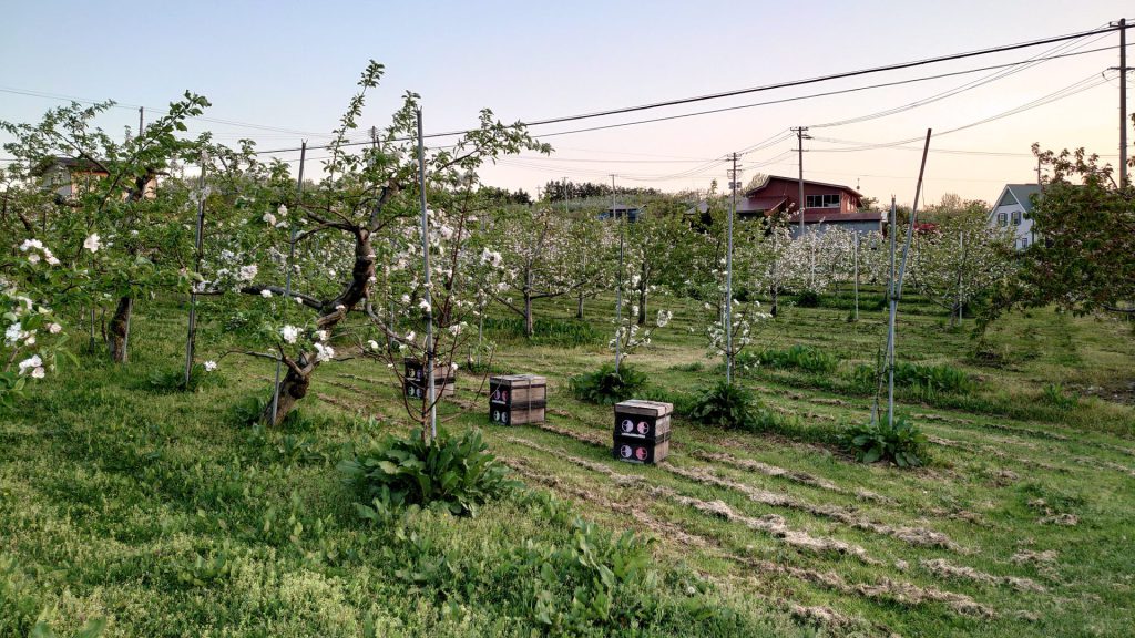 リンゴ畑の中のミツバチ巣箱