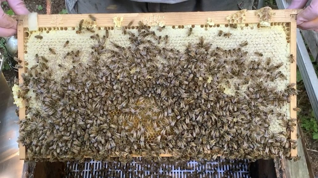 ミツバチと蜜巣