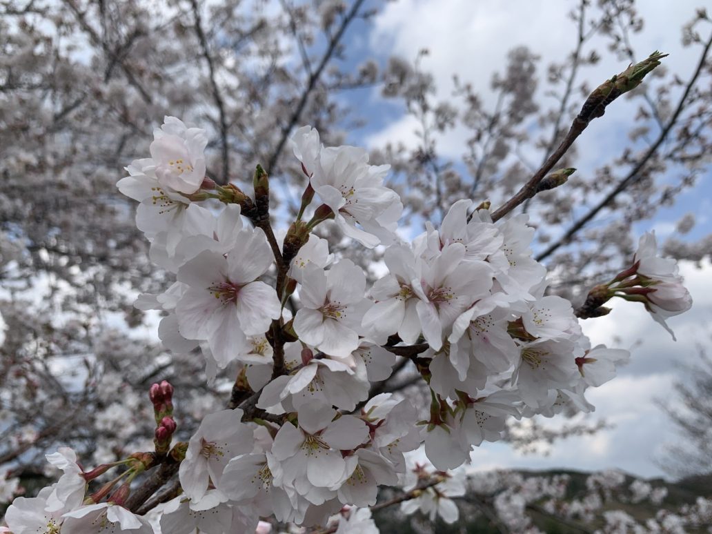 桜
