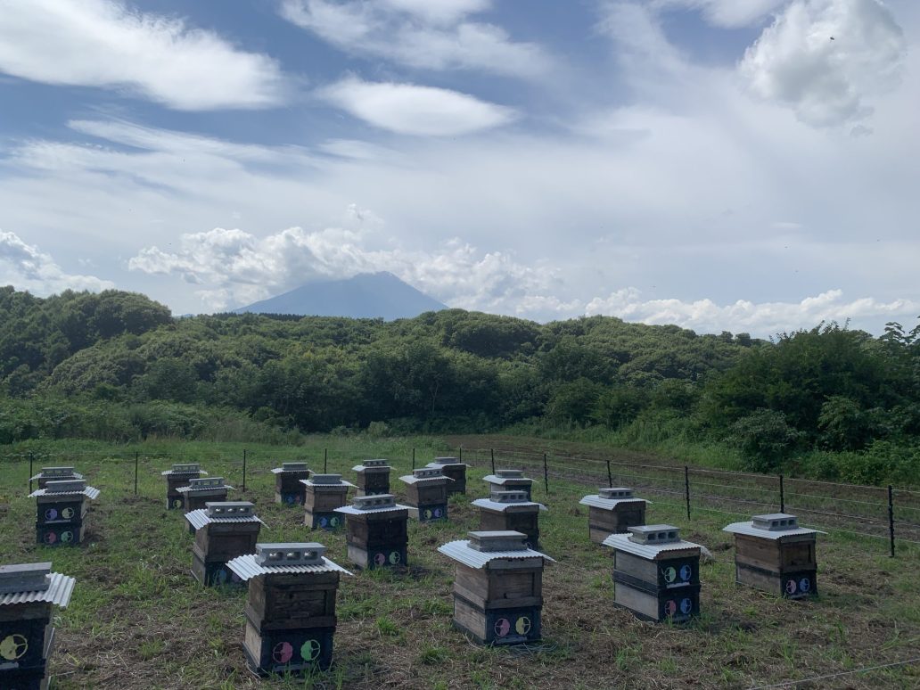ソバ蜜蜂場
